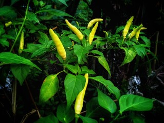 type of cayenne pepper or tabasco pepper, seen from its small and elongated shape.  Cayenne pepper, especially the light green ones, is often used as a raw vegetable or pickle ingredient.