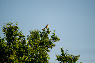 red-backed shrike perched on a tree branch