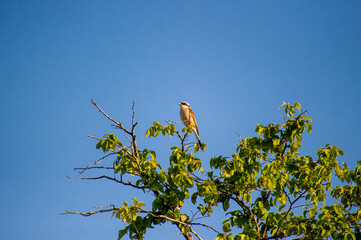 red-backed shrike perched on a tree branch against blue sky