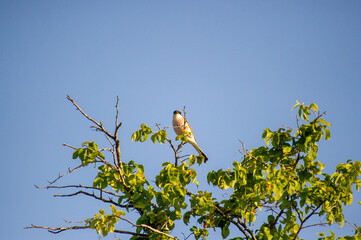 red-backed shrike perched on a tree branch against blue sky