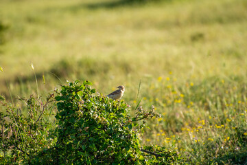 the northern wheater perched on a bush