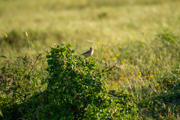 the northern wheater perched on a bush