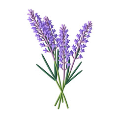 Fototapeta premium lavender-bouquet-isolated-floral-design-purple-flowers-herb