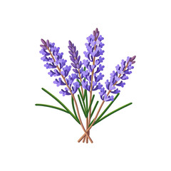 Obraz premium lavender-flowers-isolated-image-purple-plant-illustration