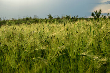 A vast field of golden barley swaying in the breeze, with a mix of dark clouds overhead, suggesting...