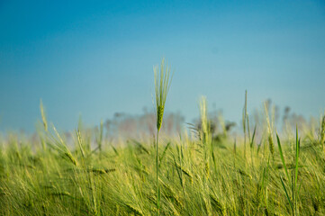 Vibrant wheat stalks rise prominently against a clear blue sky, showcasing a lush rural field bathed in sunlight