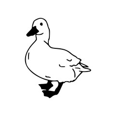 simple duck illustration walking side view