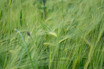 Barley plants create a lush green landscape, gracefully moving in the wind under a clear sky during a warm summer afternoon