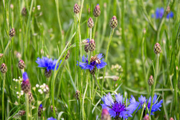Vibrant blue cornflowers stand tall among green grass and budding plants on a sunny spring day, attracting pollinators