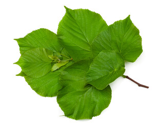 A twig of linden isolated on a white background, contour