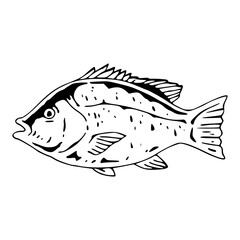 oceanic snapper fish drawing design