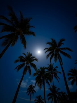 tropical night landscape with palm trees and moon