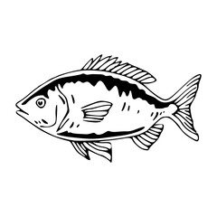 oceanic bream fish drawing design