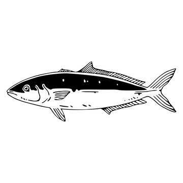 oceanic kingfish drawing design