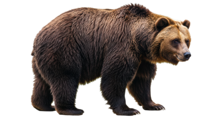 Isolated Brown Bear Standing