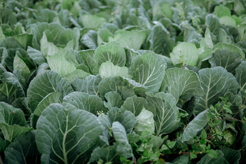 Naklejka premium Vibrant field of cabbages ready for harvest