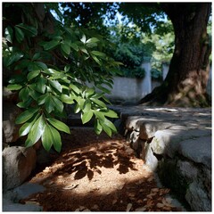 Obraz premium Sun-drenched garden path with lush foliage
