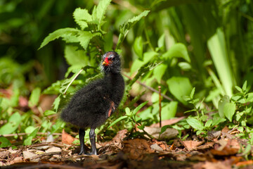 common moorhen chick standing on the ground close-up