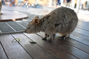 The Quokkas of Rottnest Island, Perth Western Australia