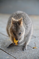 Fototapeta premium The Quokkas of Rottnest Island, Perth Western Australia