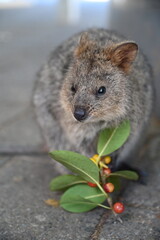 The Quokkas of Rottnest Island, Perth Western Australia