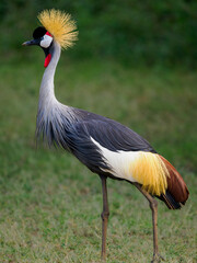 Grulla coronada