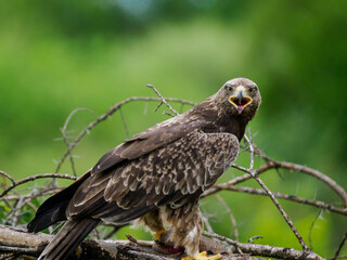 Águila Africana
