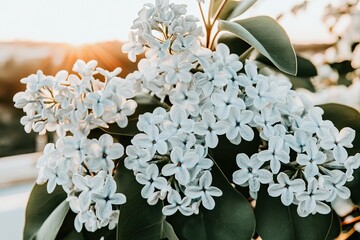 Close-up of a cluster of delicate white lilac blossoms