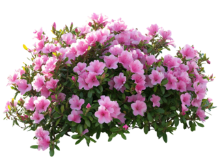 Pink azalea bush blooming isolated on transparent background