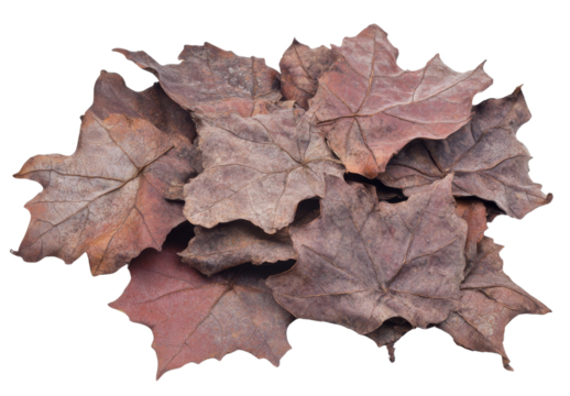 Pile of brown fallen maple leaves with visible veins on a transparent background