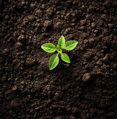 one sapling on dark brown soil