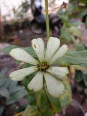 White zinia flower  or known by the scientific name Zinnia acerosa is a chronic flower originating from Southwestern America and Northern Mexico.