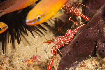 Mozambique, Maputo, Ponta do Ouro, Camel Shrimp (Rhynchocinetes uritai), Camelback Shrimp