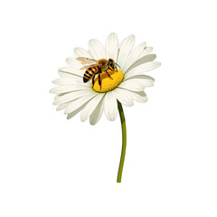Obraz premium Bee pollinating a white daisy flower against a plain background 