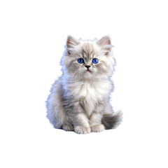 Fototapeta premium Cat
