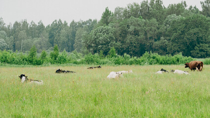 Herd of Dairy Cows Resting in Flowering Pasture – Peaceful Summer Landscape with Livestock and Forest in Background