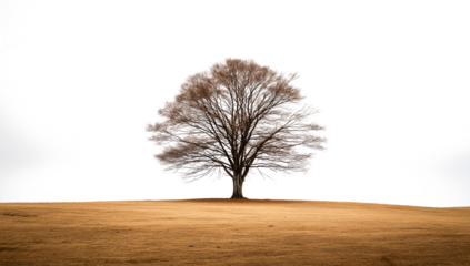 Single deciduous tree on a brown field at night