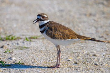 Killdeer bird walking on sand