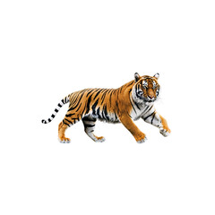 Obraz premium Tiger