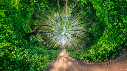 Path in Bialowieza Forest in Poland, Green Velo