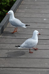 Penguin Island, Australia – May 31, 2025: The Penguin Island and Shoalwater of Rockingham, Perth