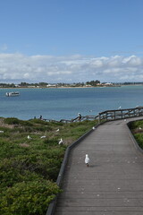 Penguin Island, Australia – May 31, 2025: The Penguin Island and Shoalwater of Rockingham, Perth