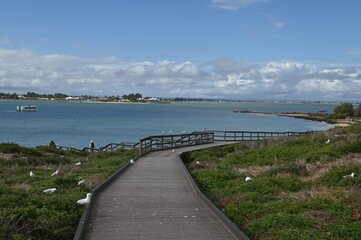 Obraz premium Penguin Island, Australia – May 31, 2025: The Penguin Island and Shoalwater of Rockingham, Perth