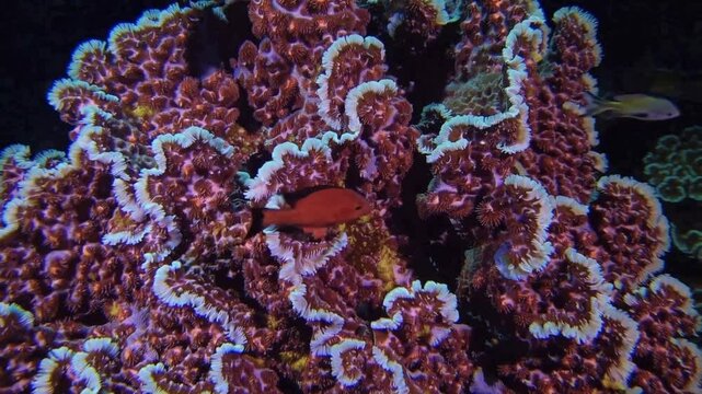Underwater Coral Reef Wonder: Dive into an exquisite underwater panorama, where a vibrant, intricate coral reef comes to life, teeming with colorful aquatic life.