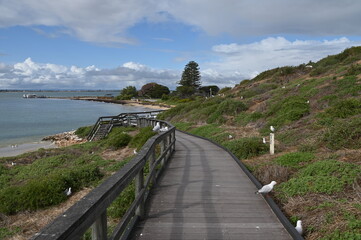 Penguin Island, Australia &ndash; May 31, 2025: The Penguin Island and Shoalwater of Rockingham, Perth