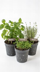Fototapeta premium Indoor Ornamental Plants with Clean White Background 