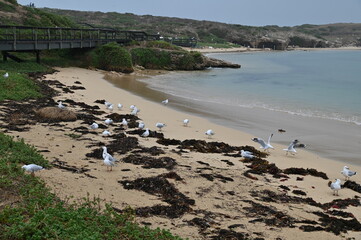 Whiteman, Australia – June 1, 2025: The Whiteman Park, Perth of Western Australia