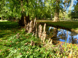 Swamp Cypress (Taxodium distichum) also known as Bald Cypress, displaying their aerial root system in Bushy Park, London
