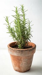 Indoor Ornamental Plants with Clean White Background 