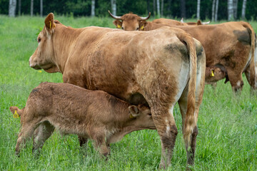 Calf Nursing from Cow in Pasture – Natural Livestock Scene Depicting Animal Welfare and Maternal Bond in Sustainable Farming